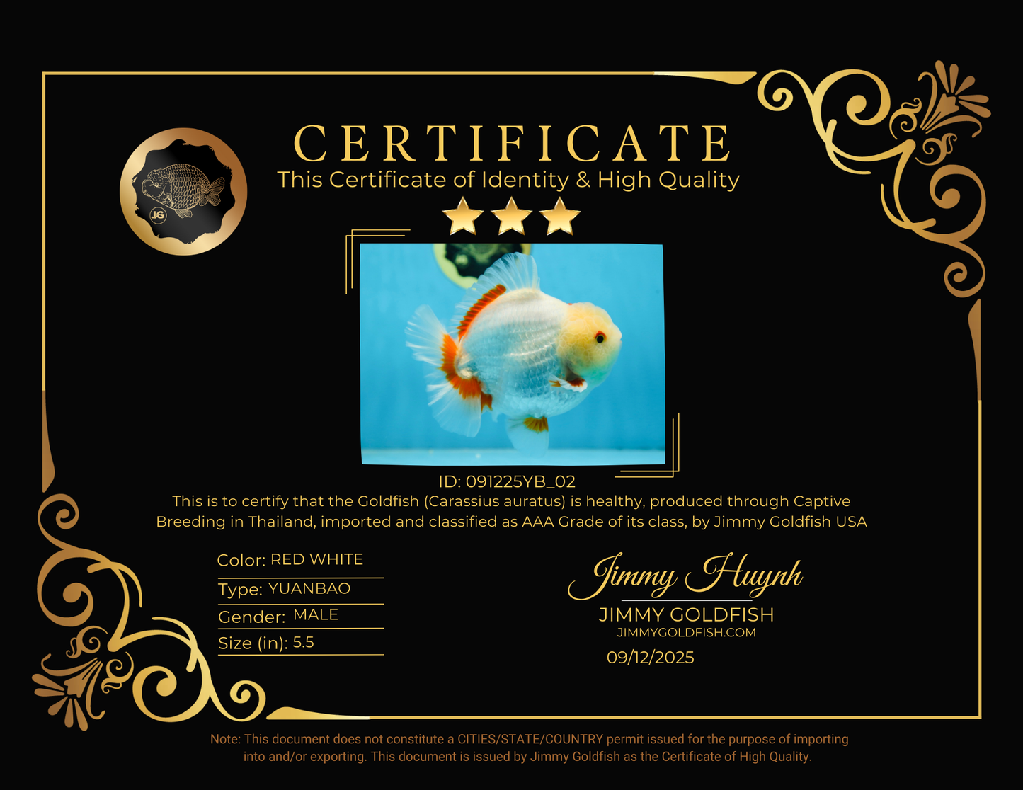 AAA Grade BEAUTIFUL Red White Yuanbao Male 5.5 inches #091225YB_02