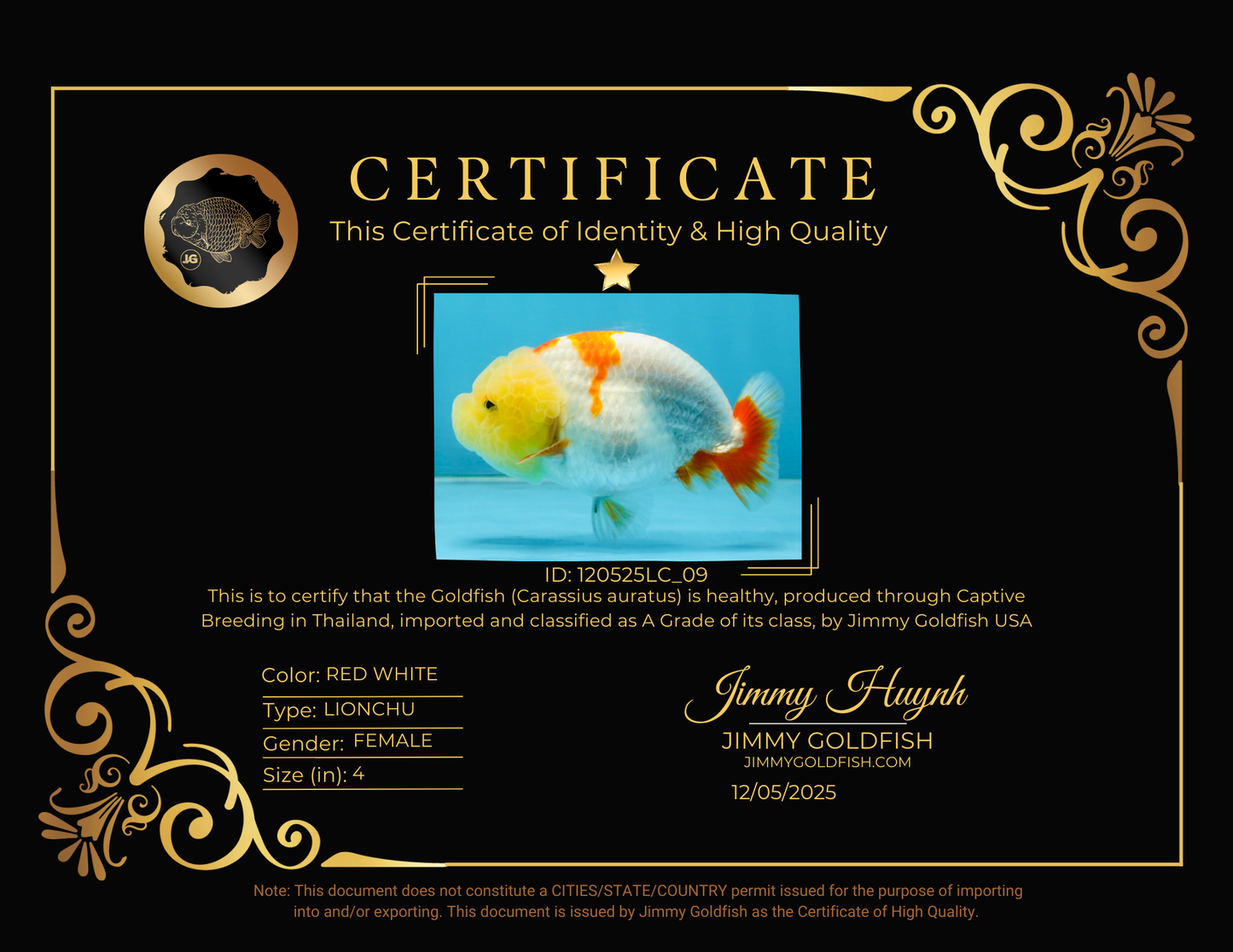 BULLDOG FACE A Grade Red White Kohaku LionQueen 4 inches #120525LC_09