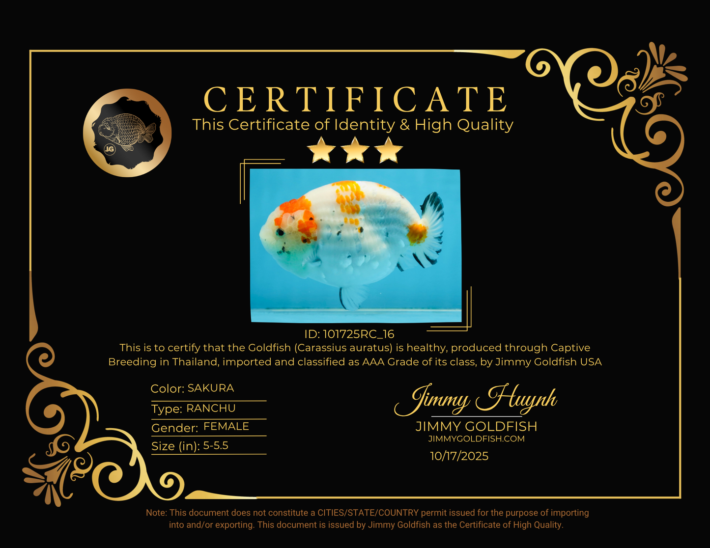 THICK BODY AAA Grade Chinese Kohaku Sakura Ranchu Female 5-5.5 inches #101725RC_16