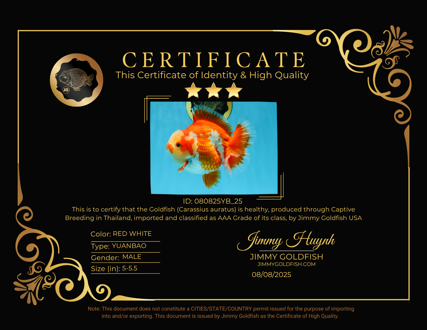 AAA Grade PULLDOG Godzilla Red White Yuanbao 5-5.5 inches #080825YB_25