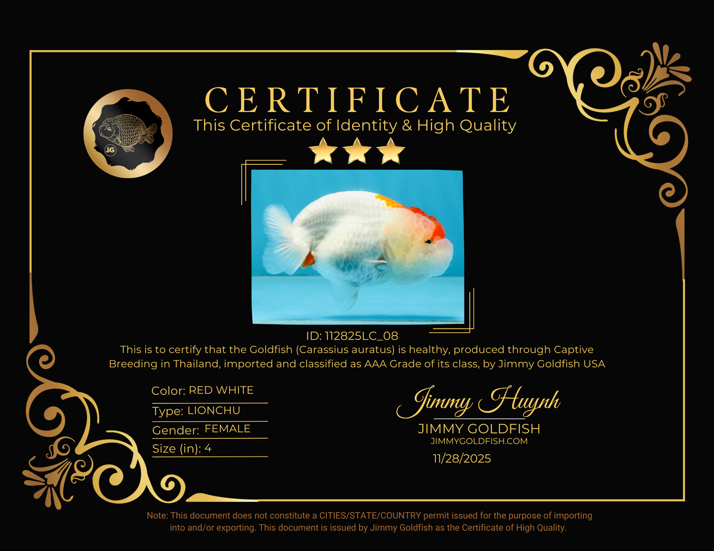 FLUFFY WEN AAA Grade Red White LionQueen 4 inches #112825LC_08