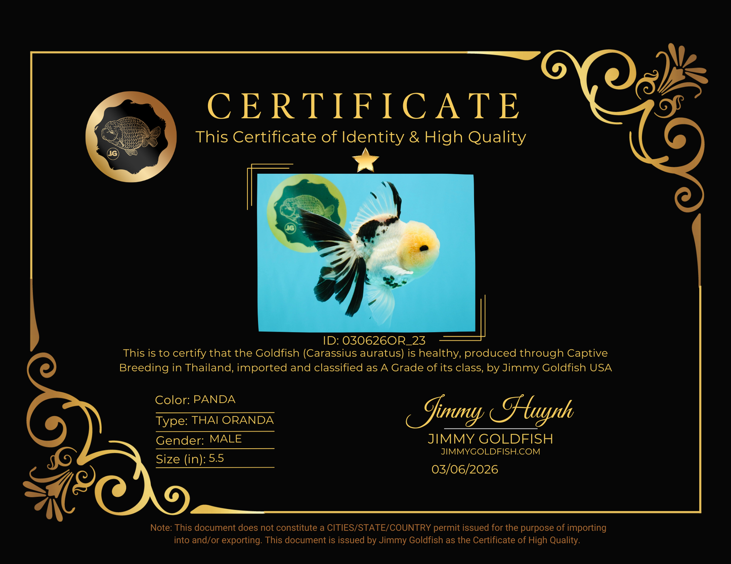 A Grade Panda Oranda Male 5.5 inches #030626OR_23