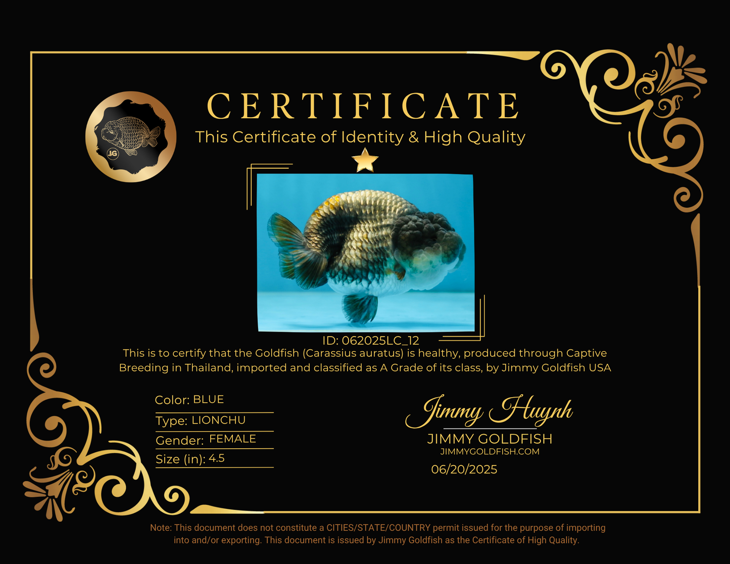 A Grade RARE Blue LionQueen 4.5 inches #062025LC_12