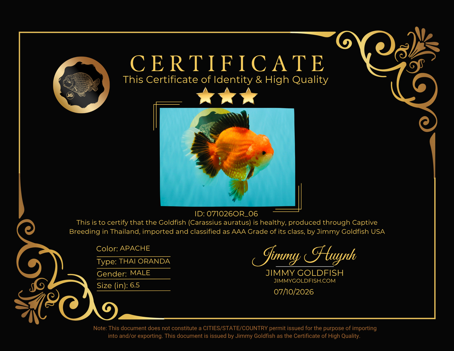 AAA Grade Apache Oranda Male 6.5 inches #071026OR_06