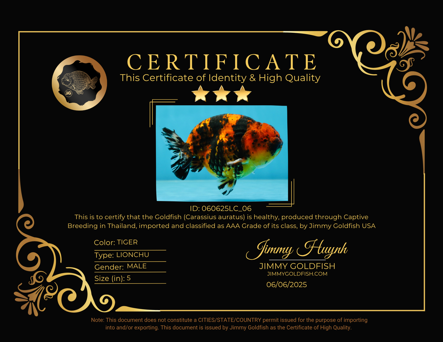 AAA Grade Tiger Female LionKing 5 inches #060625LC_06