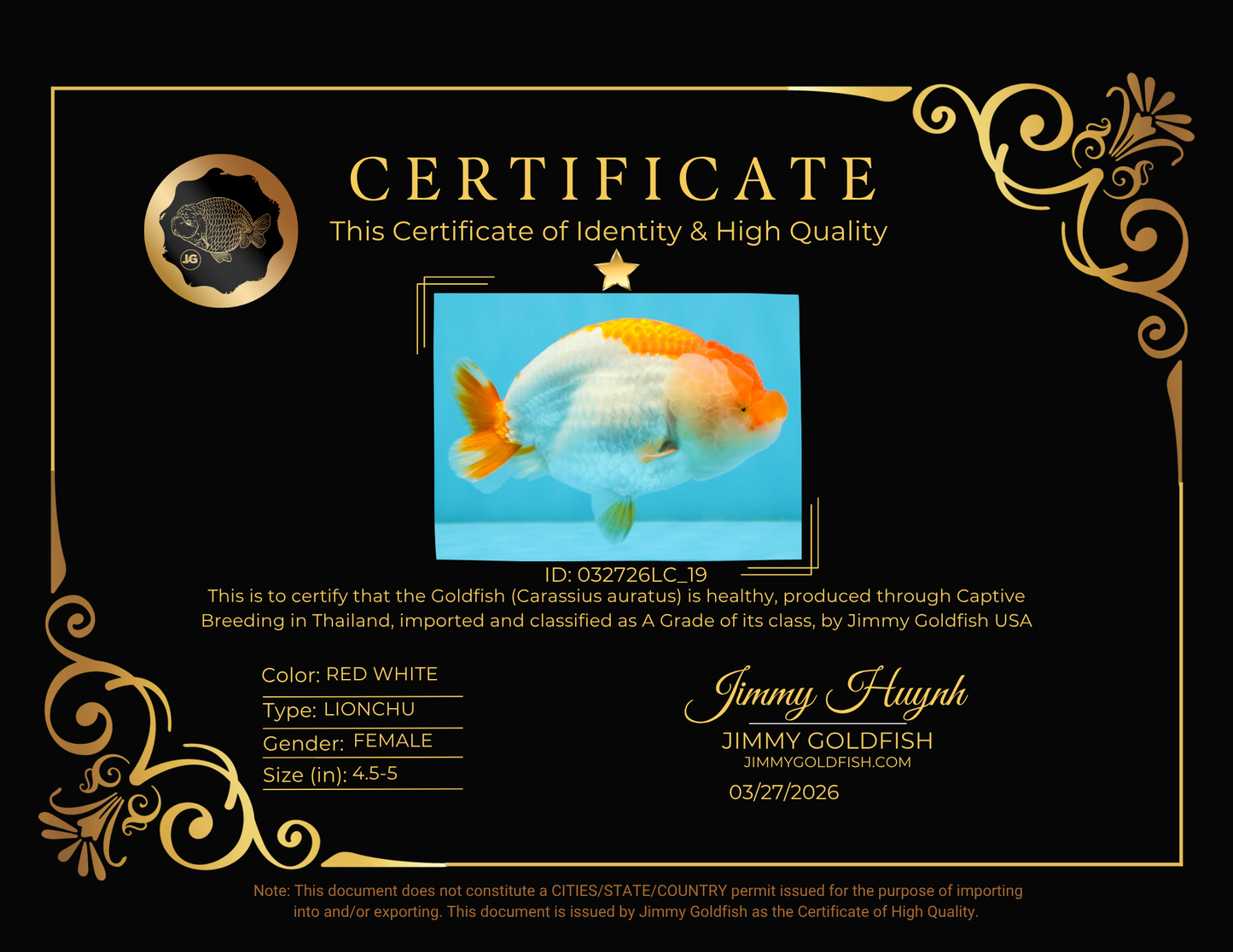 A Grade Red White LionQueen 4.5-5 inches #032726LC_19