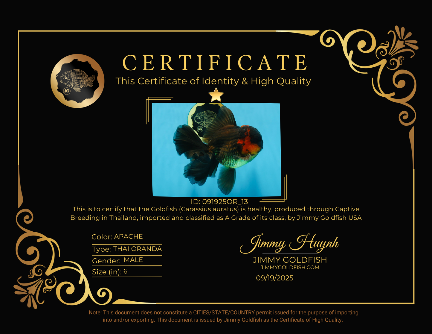 A Grade Lava Head Apache Oranda Male 6 inches #091925OR_13