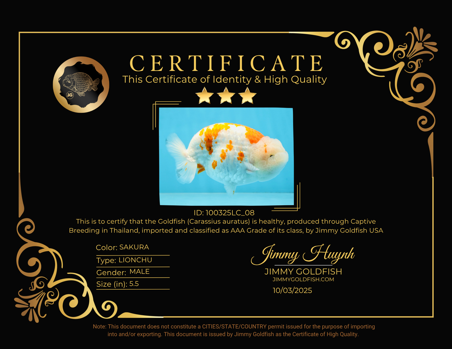 AAA Grade FANCY Kohaku Sakura LionKing 5.5 inches #100325LC_08