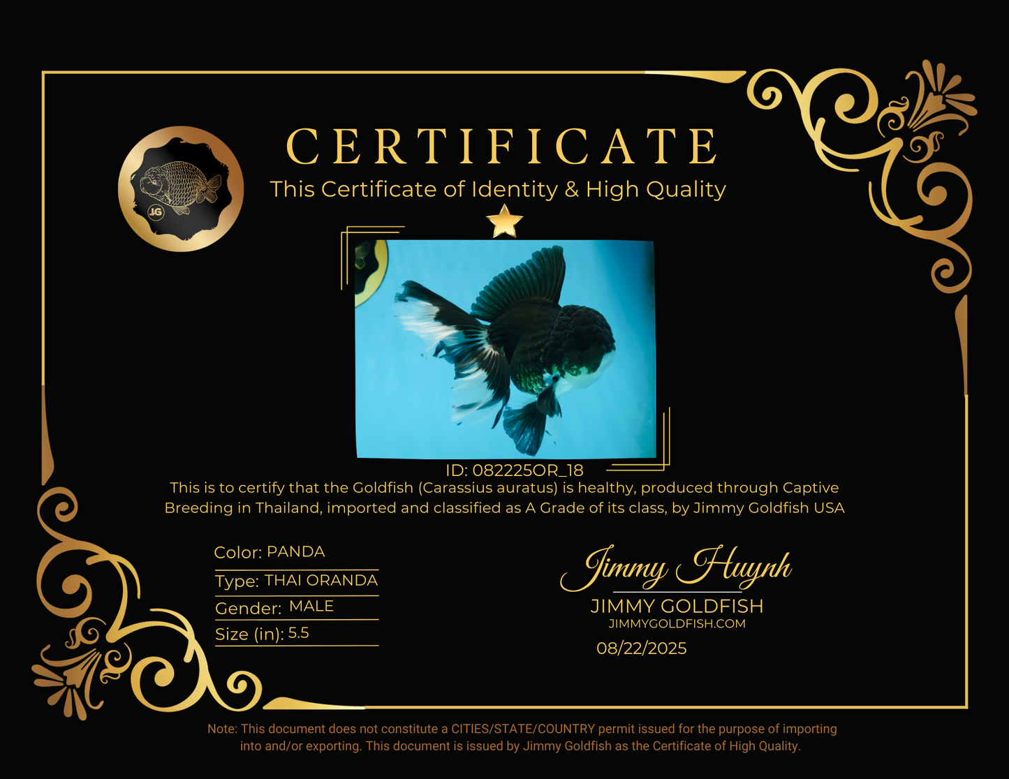 ELVIS PRESLEY A Grade Panda Oranda Male  5.5 inches #082225OR_18