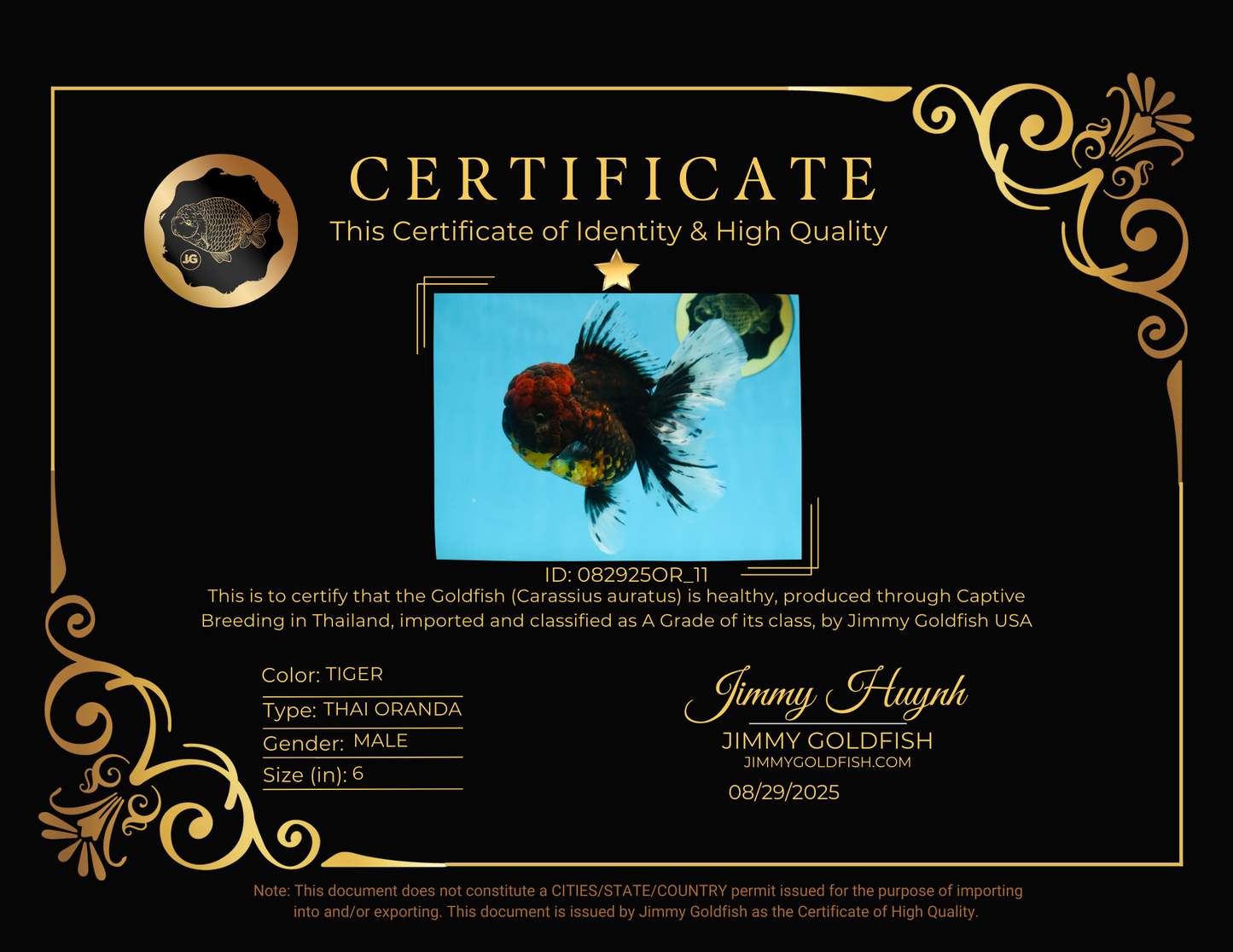 A Grade FLUFFY WEN Tiger Oranda Male 6 inches #082925OR_11