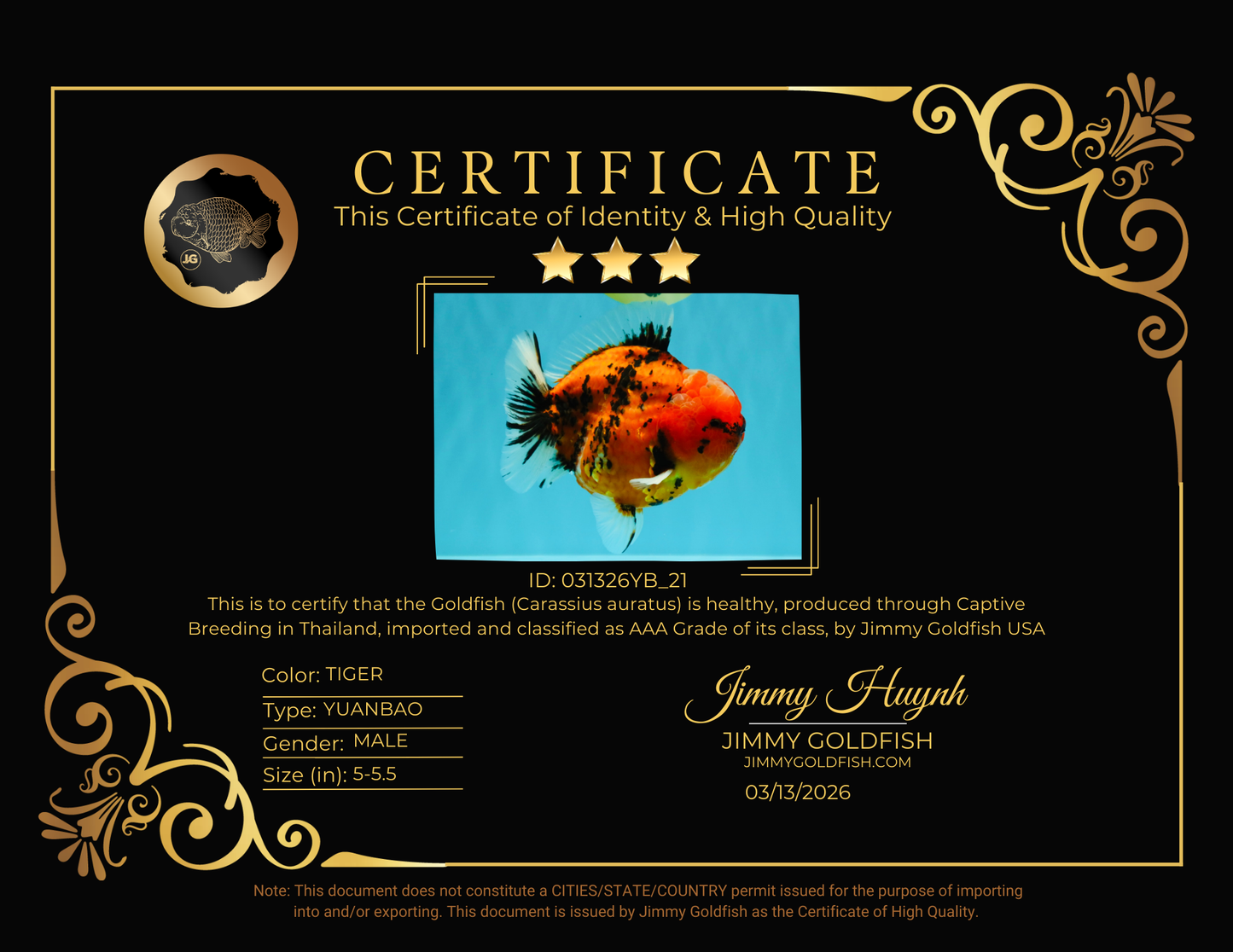 AAA Grade Godzilla Tiger Yuanbao Male 5-5.5  inches #031326YB_21