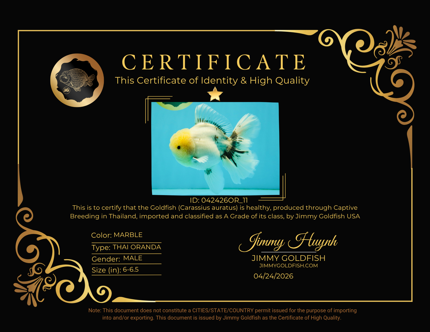 A Grade Marble Oranda Male 6-6.5 inches #042426OR_11