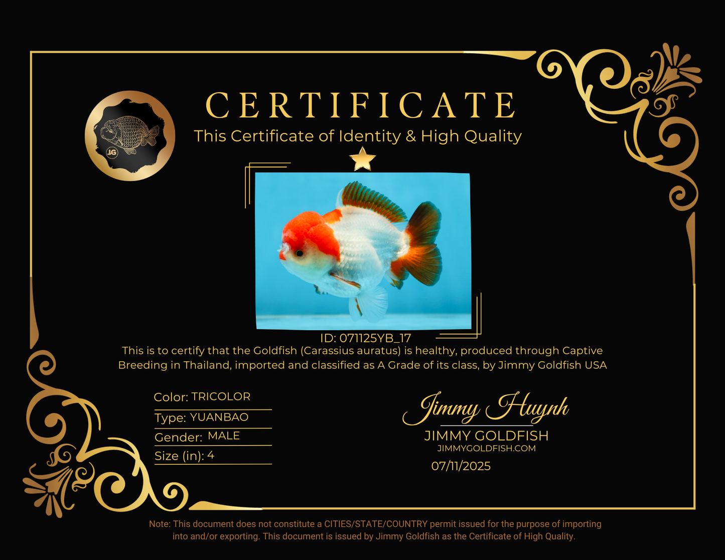 A Grade Pompom Tricolor Yuanbao Male 4 inches #071125YB_17