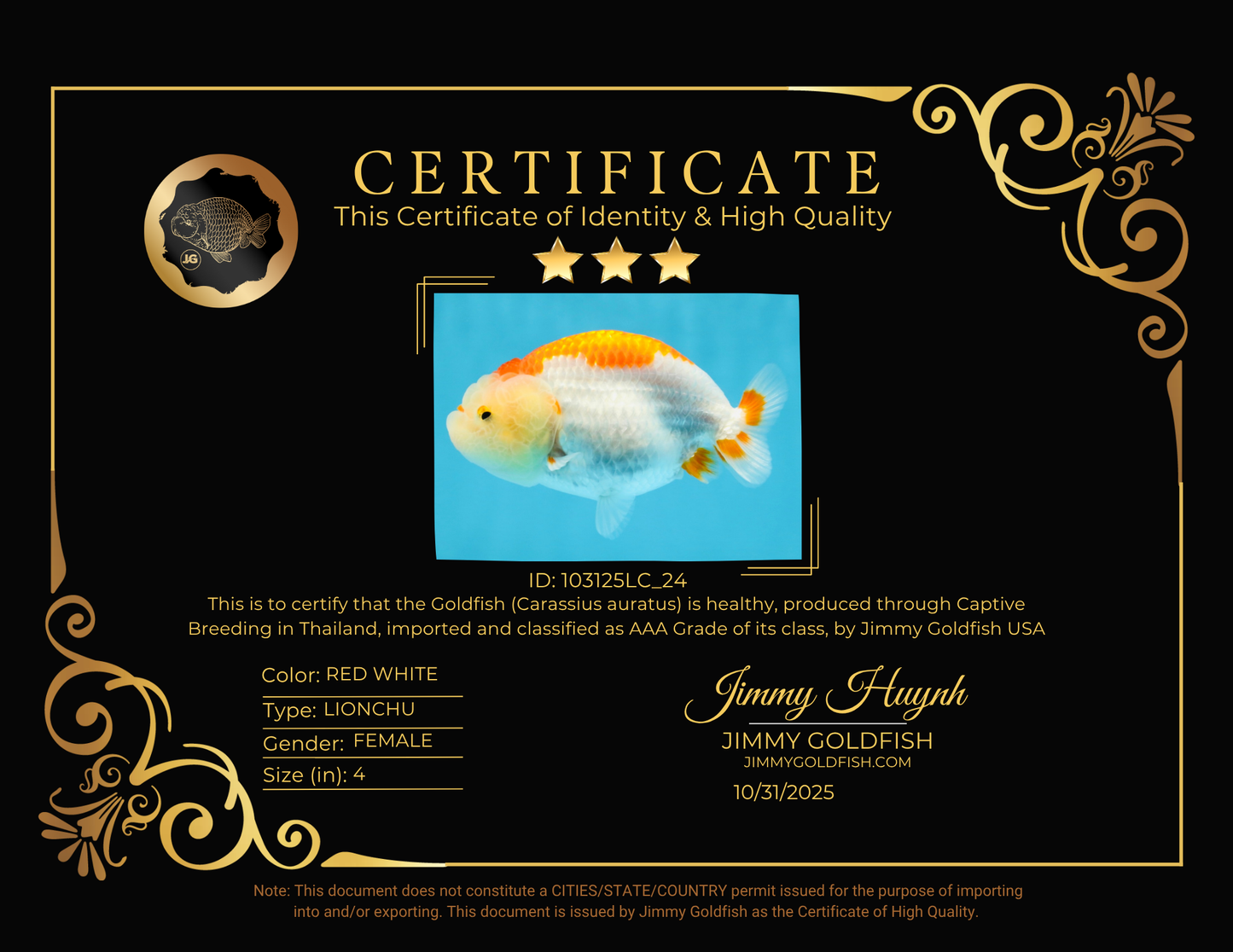 AAA Grade Red White LionQueen 4 inches #103125LC_24