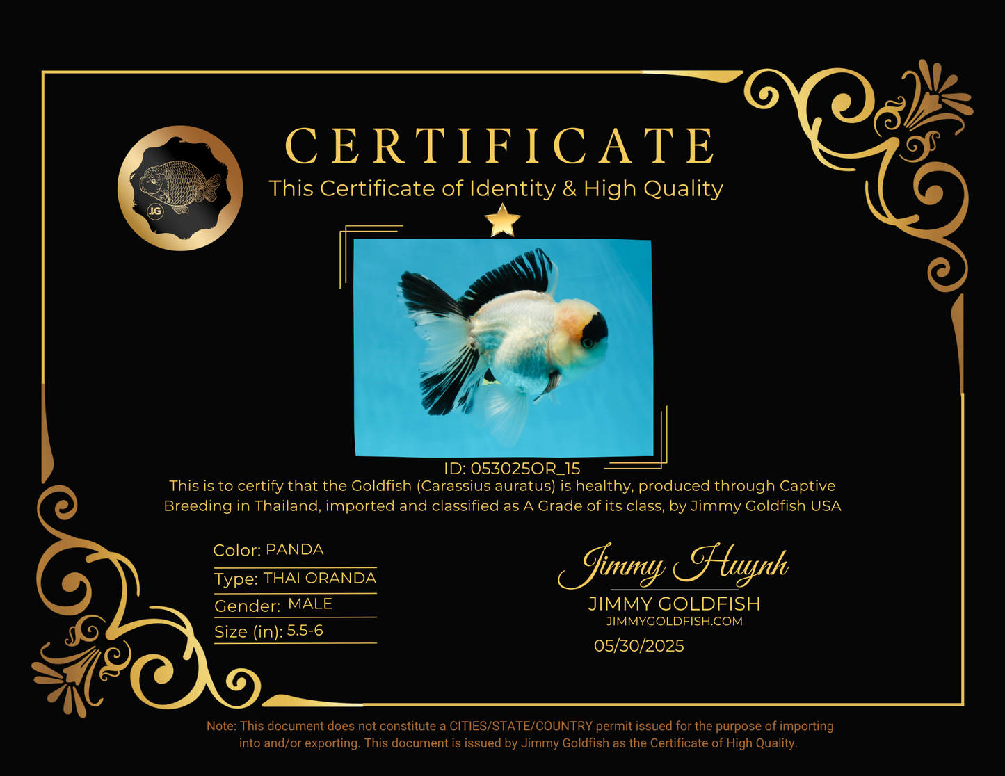 A Grade Panda Oranda Male 5.5-6 inches #053025OR_15