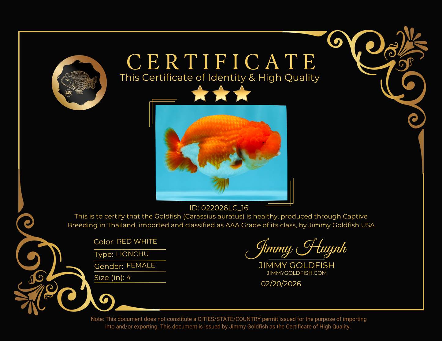 CHUBBY AAA Grade Red White LionQueen 4  inches #022026LC_16