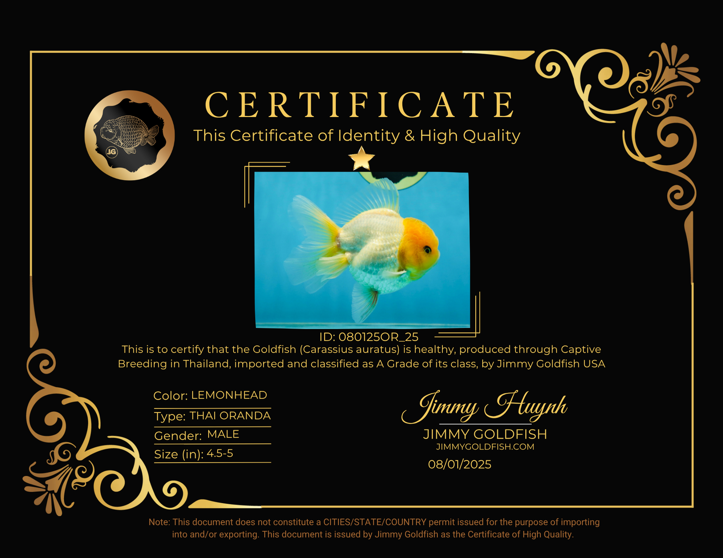 A Grade Lemonhead Oranda Male 4.5-5 inches #080125OR_25