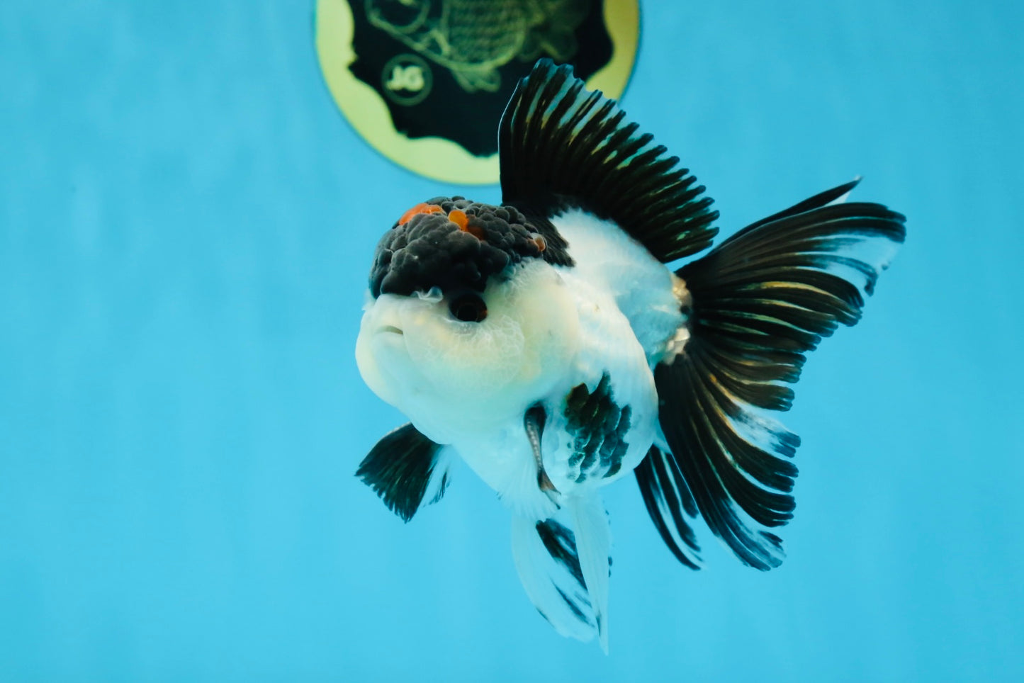 AAA Grade Tricolor Blink Button Eyes Oranda Male 4.5 inches #020725OR_34