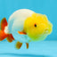 A Grade Lemonhead LionKing 3.5 inches #070425LC_06