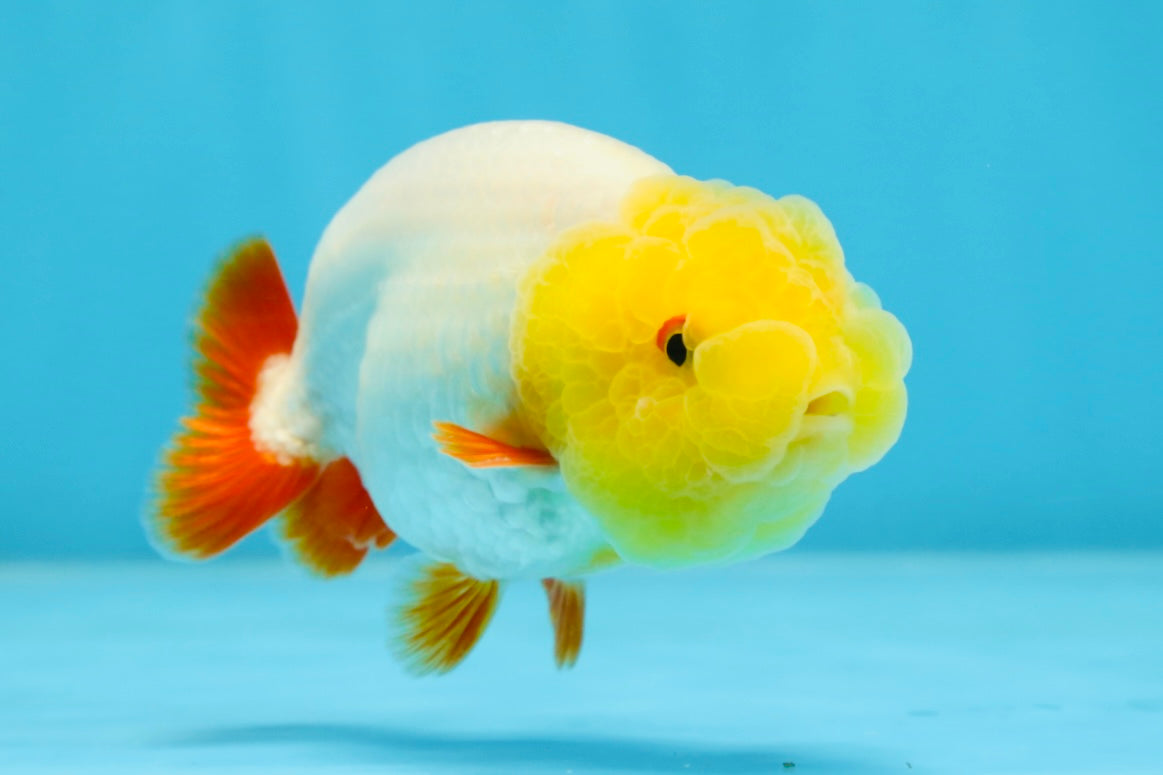 A Grade Lemonhead LionKing 3.5 inches #070425LC_06