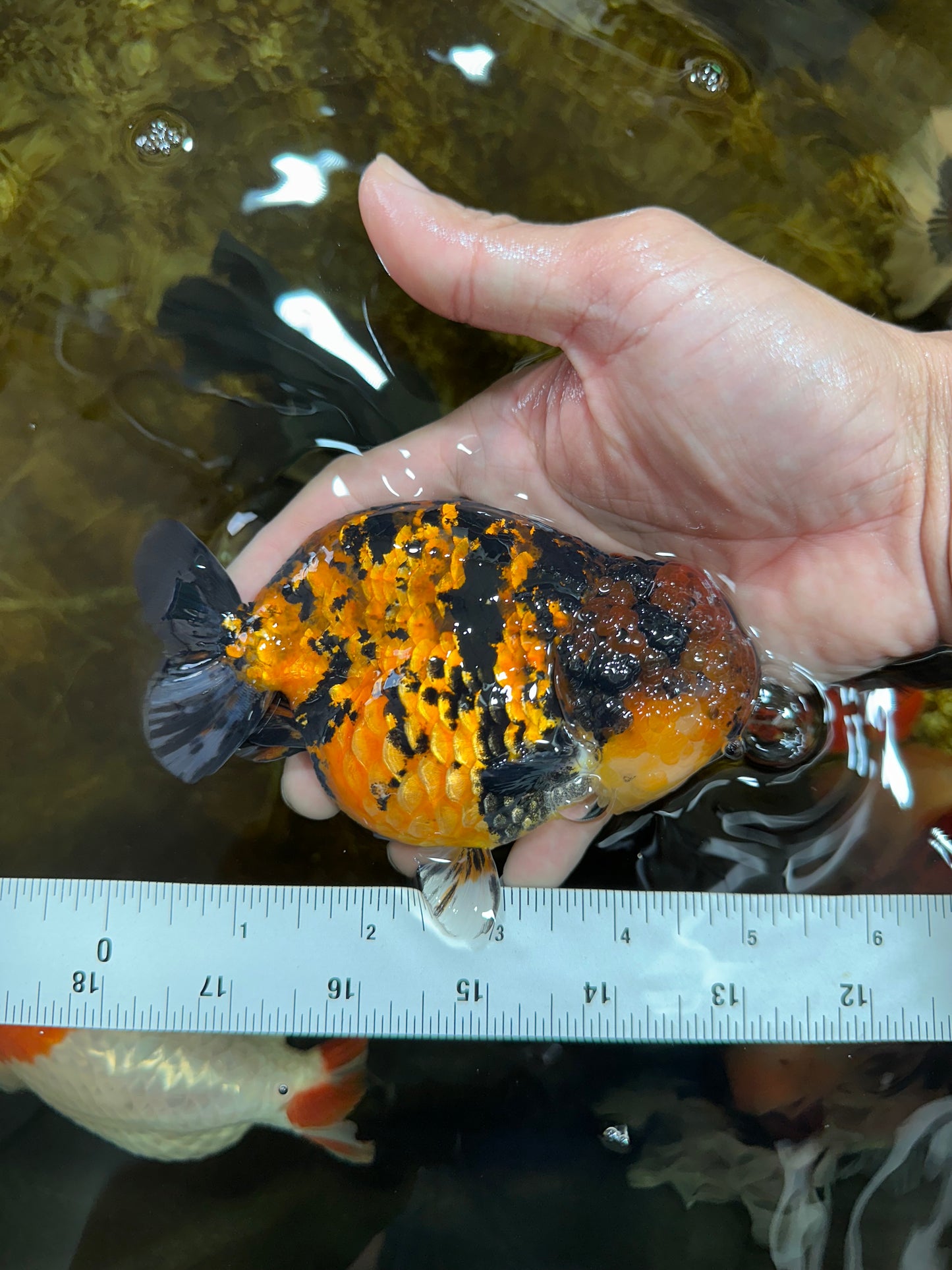 AAA Grade Tiger LionKing 5 inches #080825LC_23