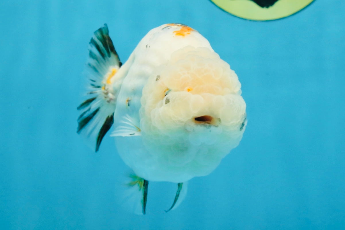 White Sakura LionChu Female 5 inches #121925LC_06