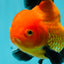 A Grade Apache (Black Orange) Oranda Male 5.5 inches #110124OR_09