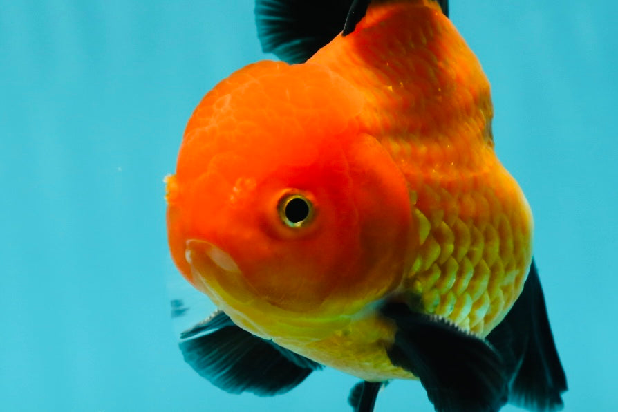 A Grade Apache (Black Orange) Oranda Male 5.5 inches #110124OR_09