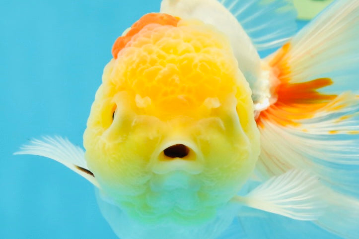 Red White Oranda Female 5.5-6 inches #052325OR_05