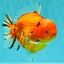 AAA Grade Tiger Yuanbao Male 5.5 inches #100926YB_03
