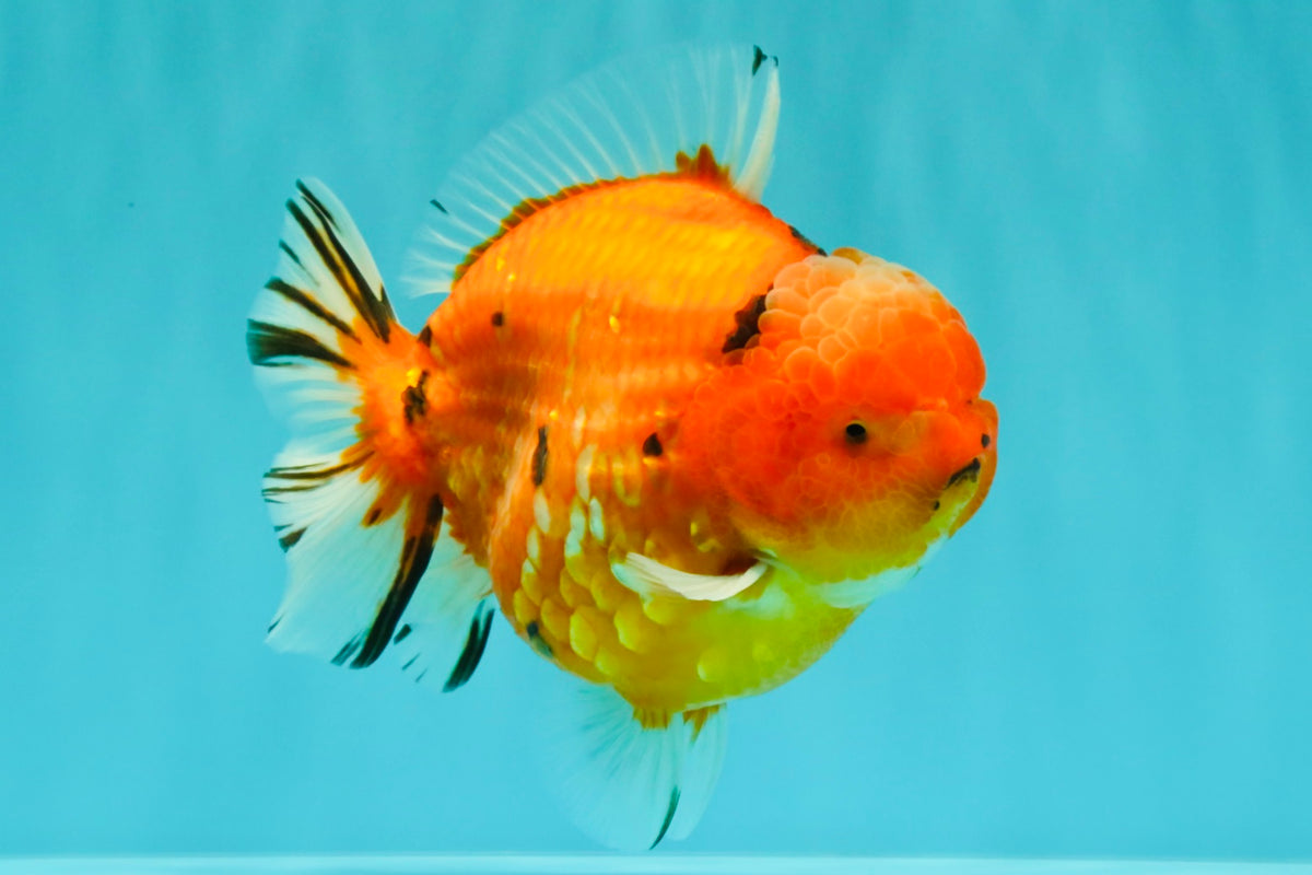 AAA Grade Tiger Yuanbao Male 5.5 inches #100926YB_03