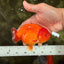 A Grade Red LionQueen 4.5-5 inches #070326LC_30