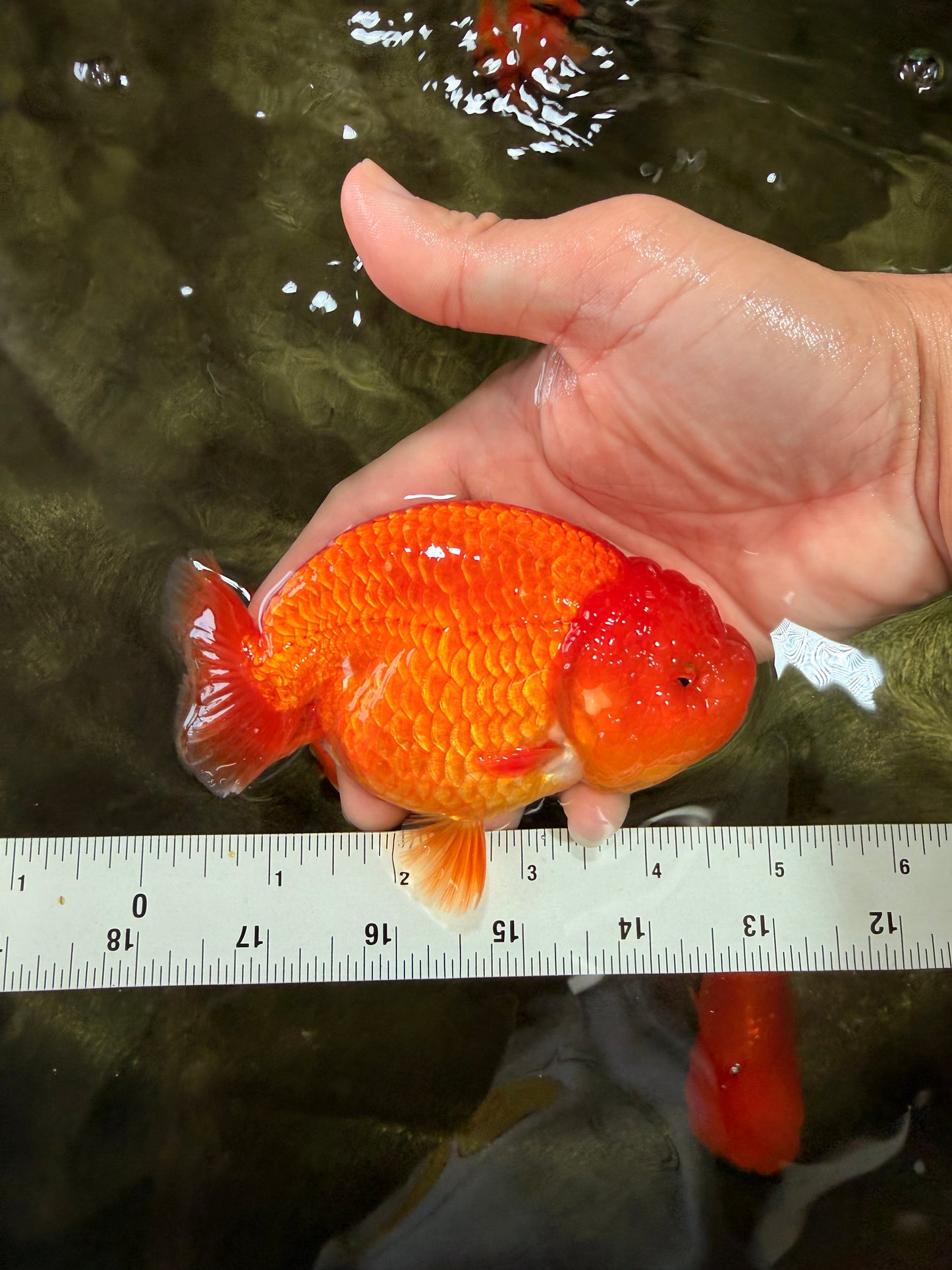 A Grade Red LionQueen 4.5-5 inches #070326LC_30