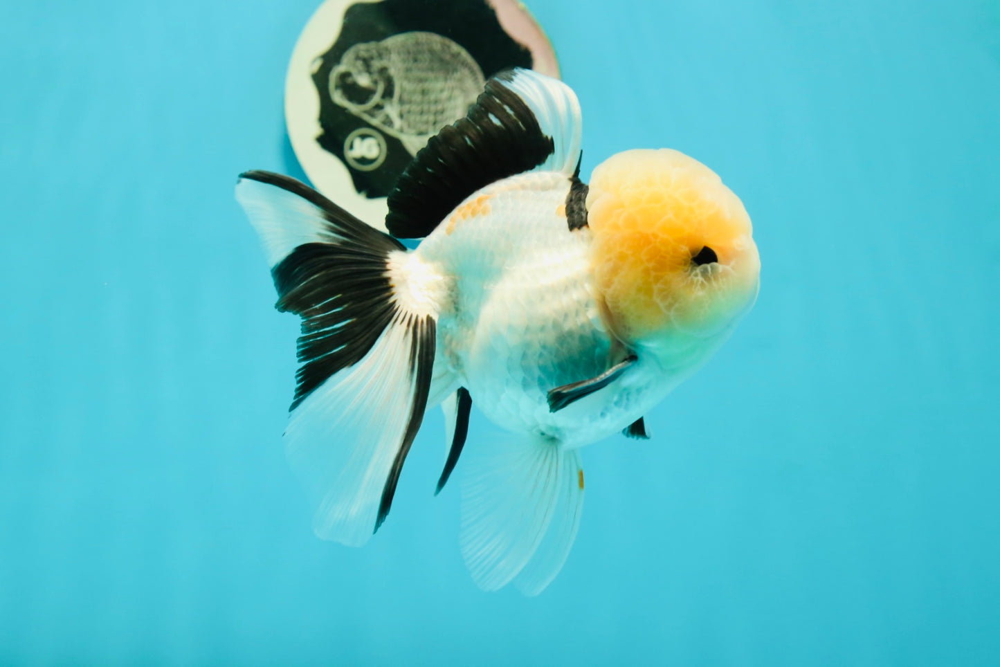 A Grade Gorgeous Lemonhead Oranda Male 5 inches #110824OR_17