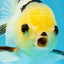 Adorable Lemonhead Button Eyes Oranda Male 4.5 inches #011725OR_01