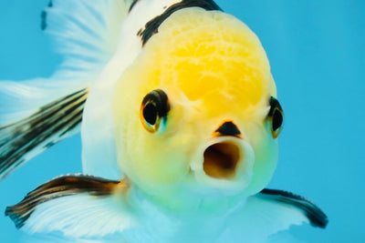 Adorable Lemonhead Button Eyes Oranda Male 4.5 inches #011725OR_01