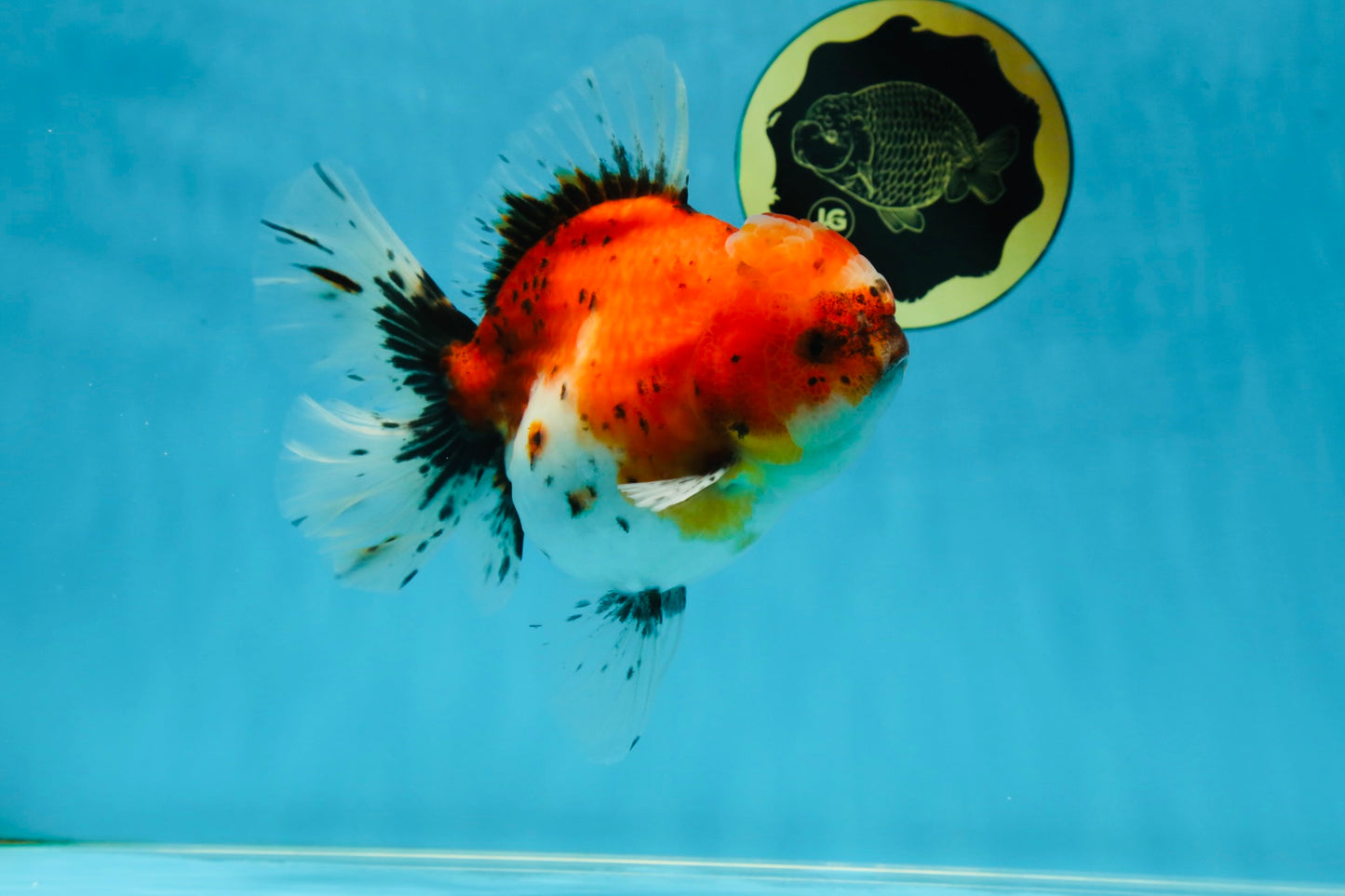 A Grade Sakura Oranda Female 6 inches #060625OR_29