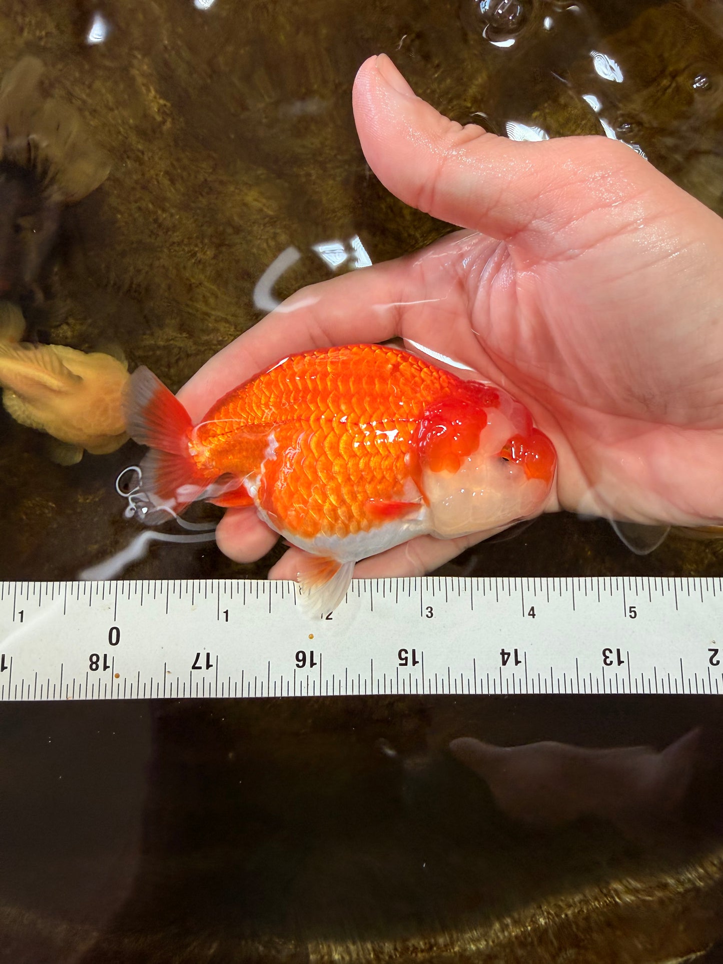 A Grade Red White LionQueen 4-4.5 inches #102425LC_17