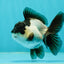 Panda Oranda Female 3.5-4 inches #110124OR_06