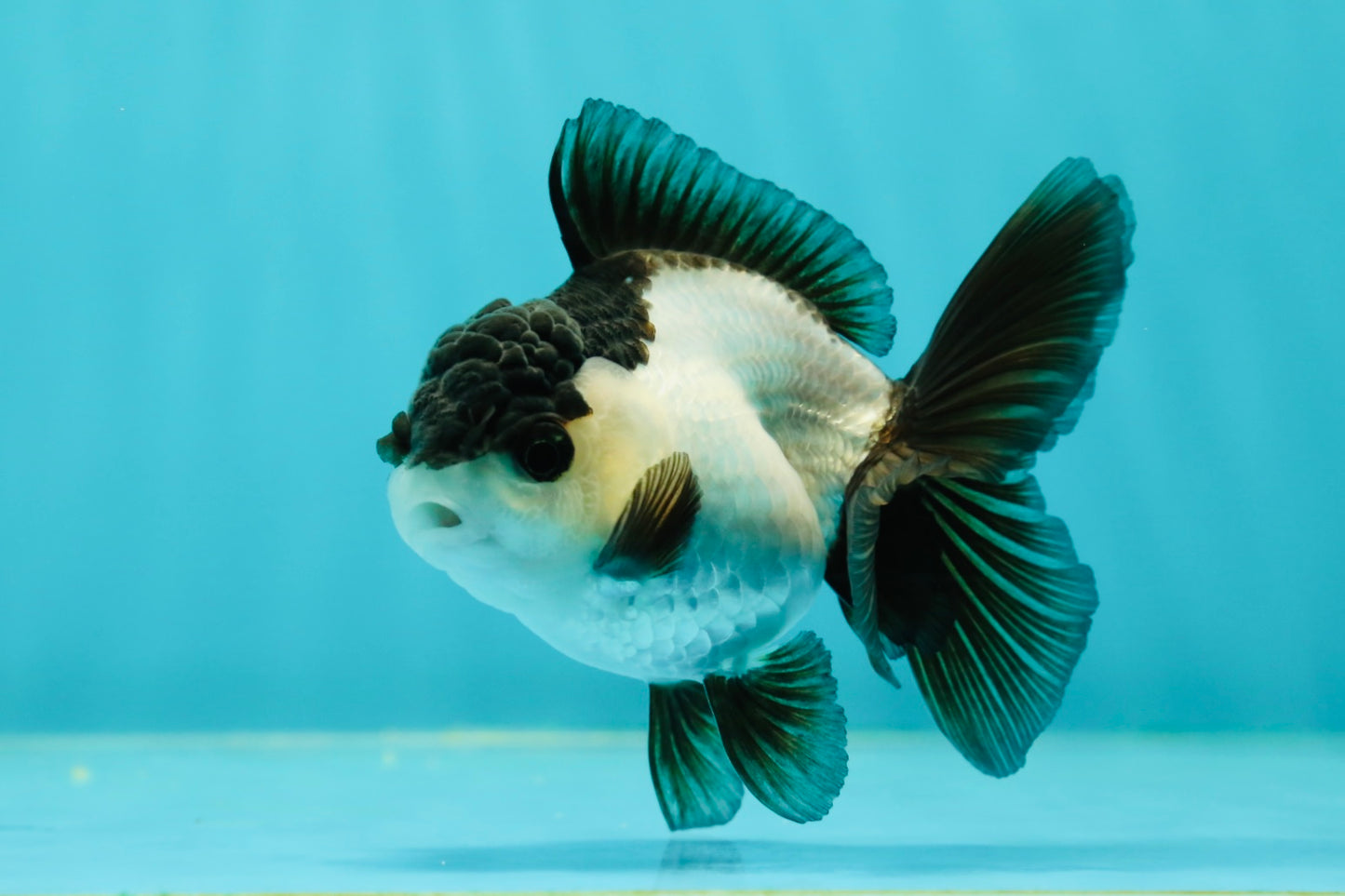 Panda Oranda Female 3.5-4 inches #110124OR_06