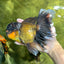 Jumbo Fluffy Black Gold Rose Tail Oranda Female 6.5-7 inches #1110OR_21