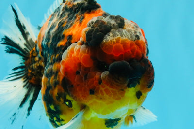 SUPER Special AAA Grade Godzilla Tiger Yuanbao Male 5 inches #022726YB_01