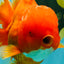 TOMATO AAA Grade Jumbo Broadtail Red Oranda Male 8.5-9 inches #072426OR_03