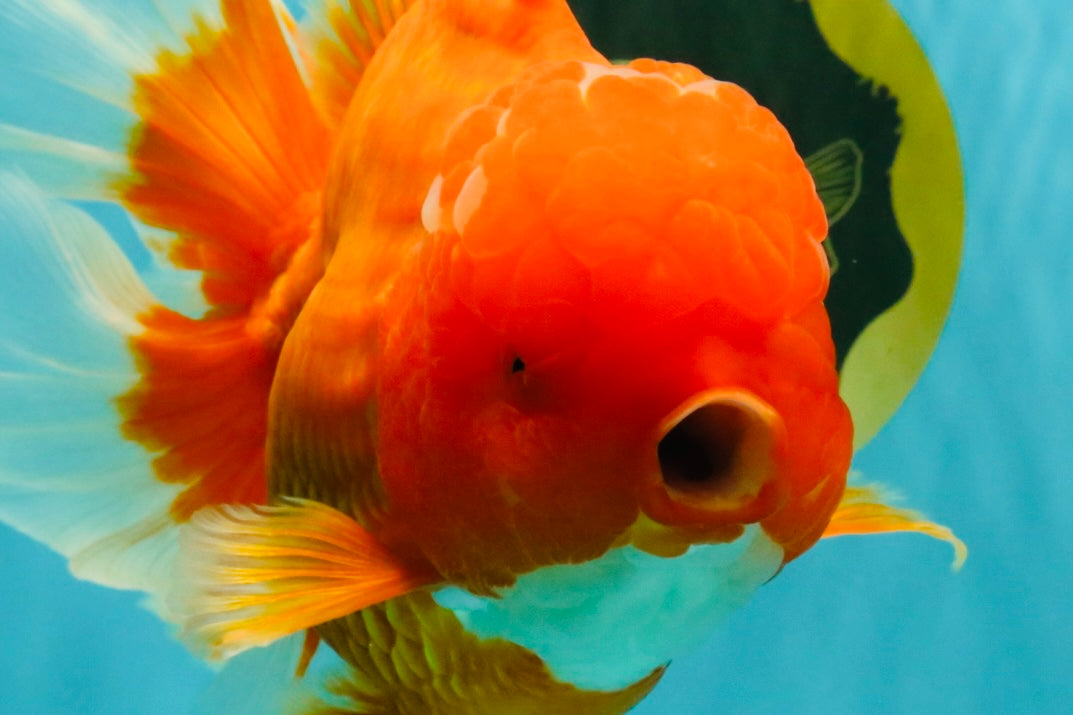 TOMATO AAA Grade Jumbo Broadtail Red Oranda Male 8.5-9 inches #072426OR_03