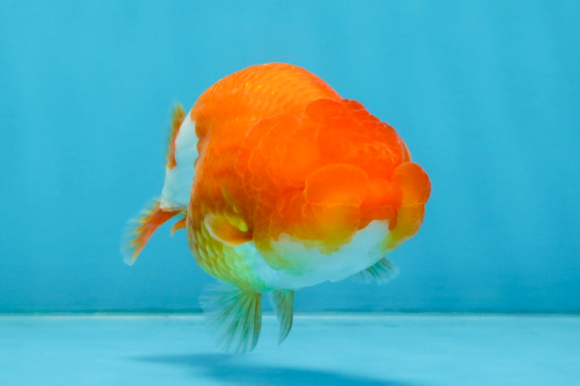 A Grade Red White LionQueen 4 inches #112825LC_06