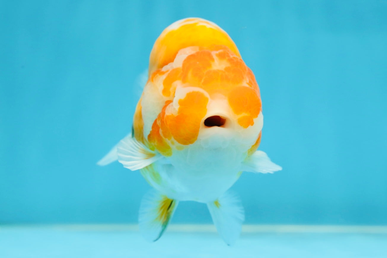 A Grade Sakura LionKing 4.5 inches #052325LC_13