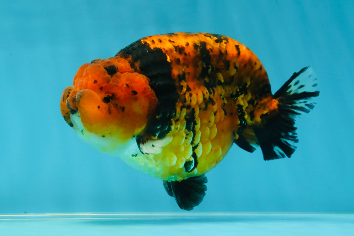 AAA Grade Tiger LionKing 5-5.5 inches #050925LC_05