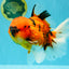 AAA Grade Jumbo Tiger Oranda Male 7.5 inches #031326OR_01