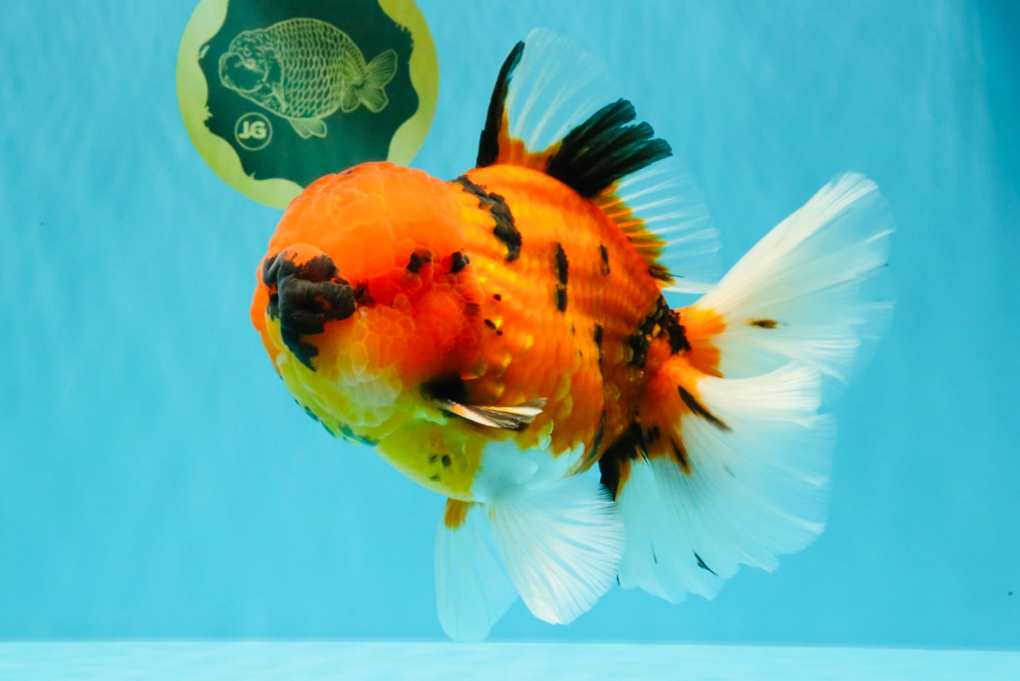 AAA Grade Jumbo Tiger Oranda Male 7.5 inches #031326OR_01