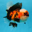 AAA Grade CHUBBY CHEEK Tricolor Oranda Male 5.5  inches #082225OR_12